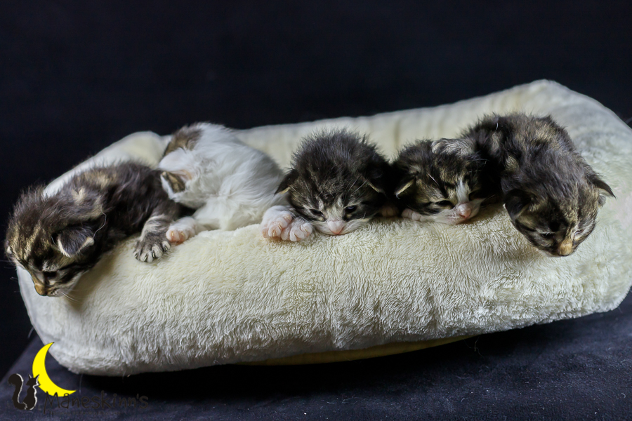 Wurf M (14 Tage alt)