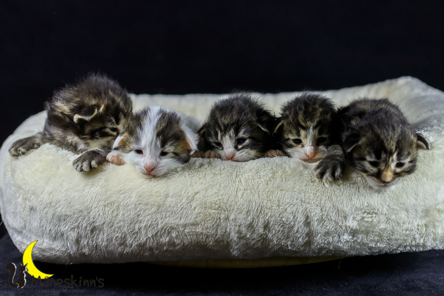 Wurf M (14 Tage alt)