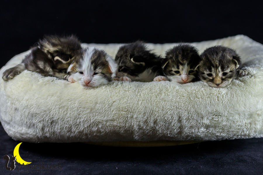 Wurf M (14 Tage alt)