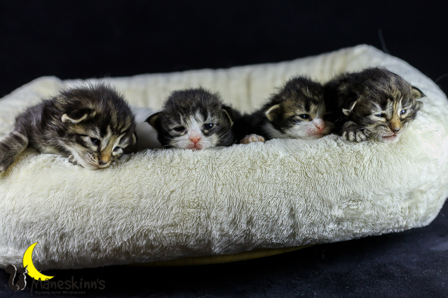 Wurf M (14 Tage alt)