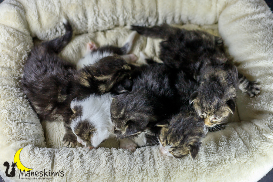 Wurf M (14 Tage alt)