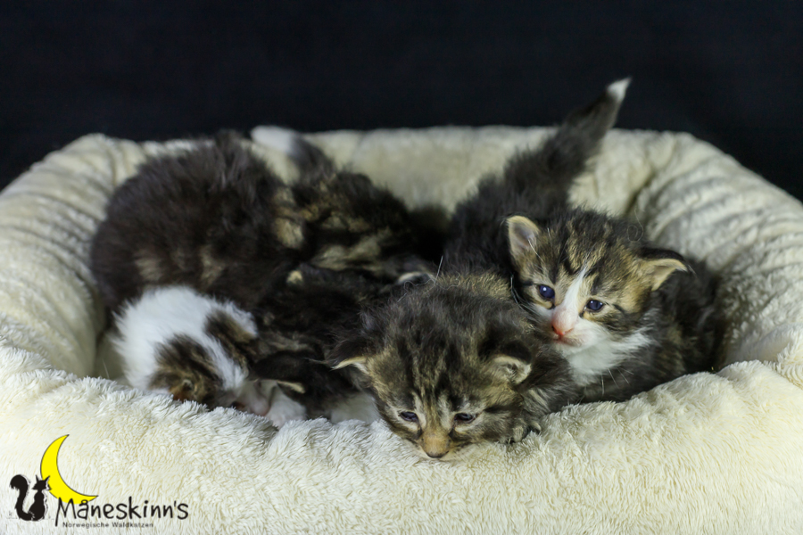 Wurf M (21 Tage alt)