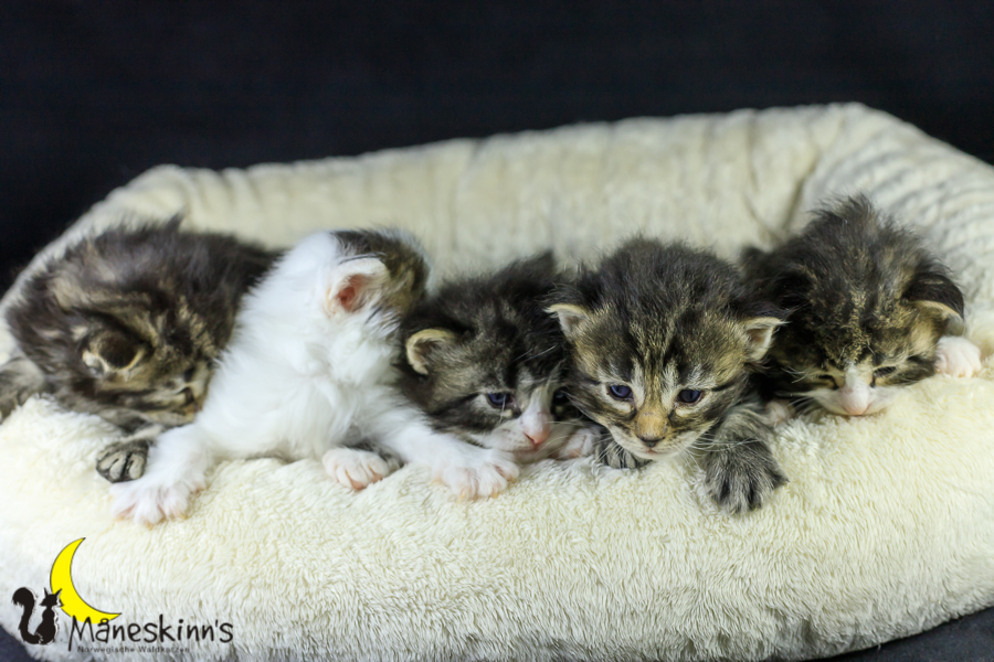 Wurf M (21 Tage alt)