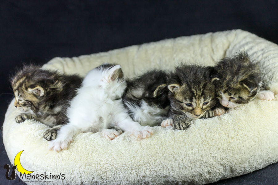 Wurf M (21 Tage alt)