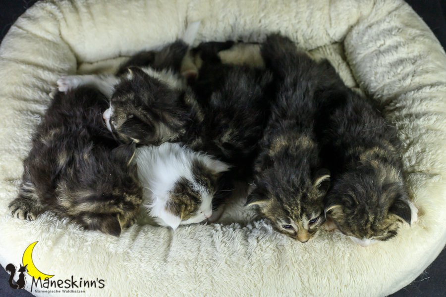 Wurf M (21 Tage alt)