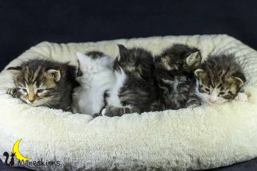 Wurf M (21 Tage alt)