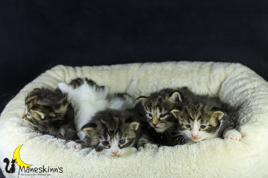 Wurf M (21 Tage alt)