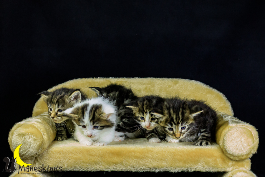 Wurf M (27 Tage alt)