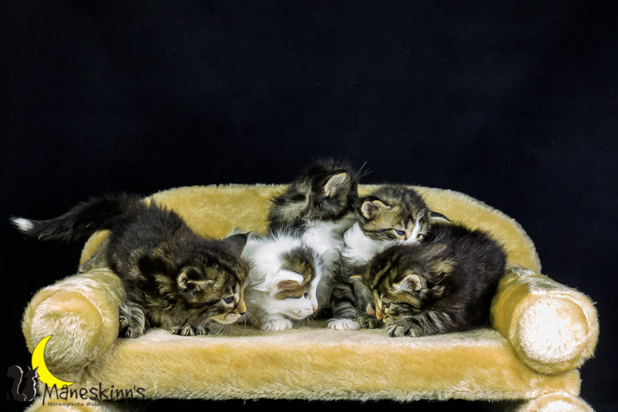 Wurf M (27 Tage alt)