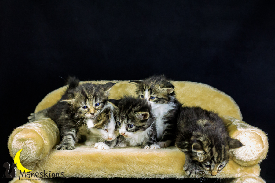 Wurf M (27 Tage alt)