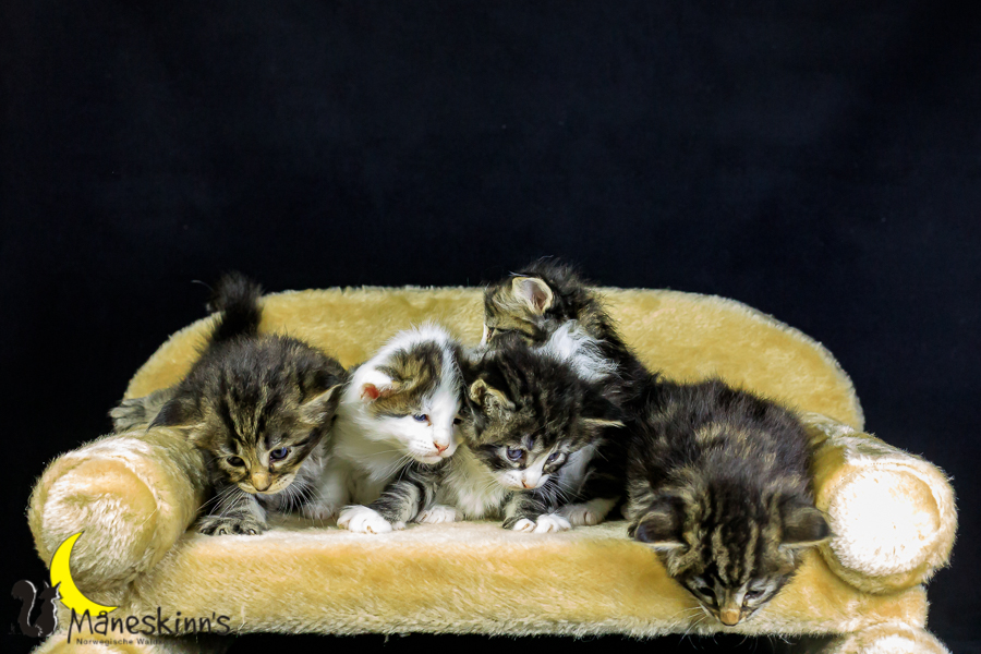 Wurf M (27 Tage alt)