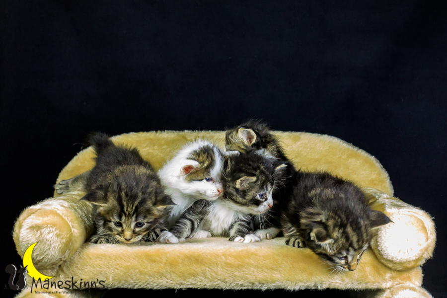 Wurf M (27 Tage alt)