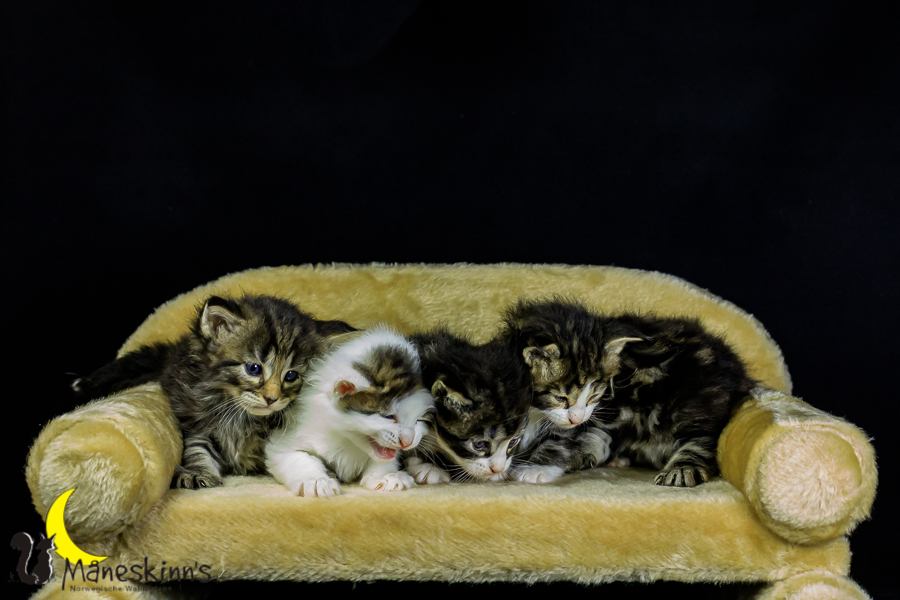 Wurf M (27 Tage alt)