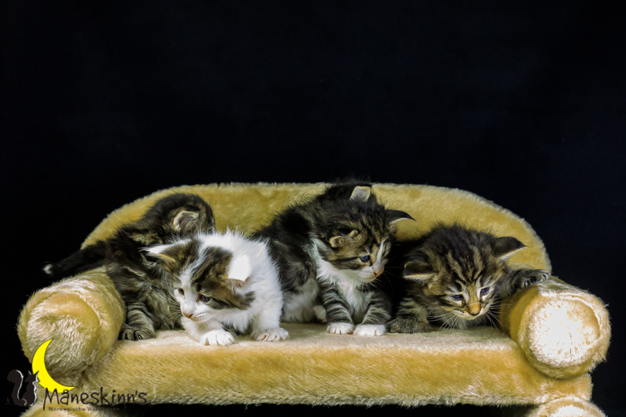 Wurf M (27 Tage alt)