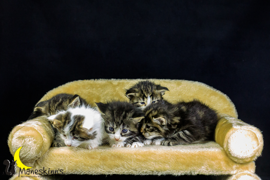 Wurf M (27 Tage alt)