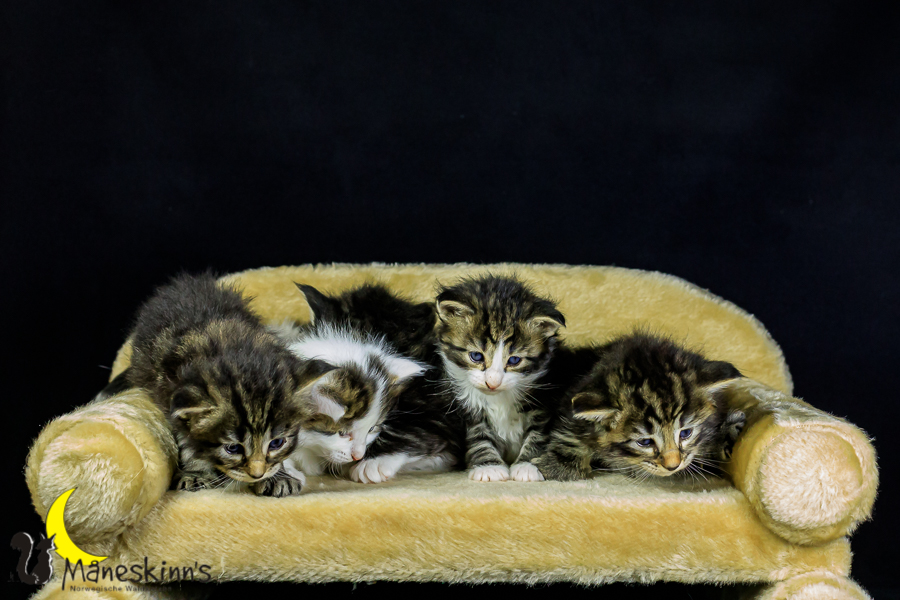 Wurf M (27 Tage alt)