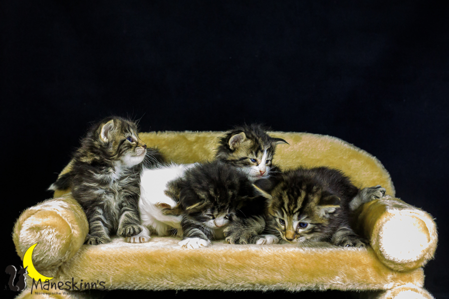 Wurf M (27 Tage alt)