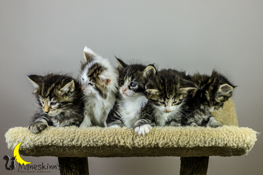 Wurf M (34 Tage alt)