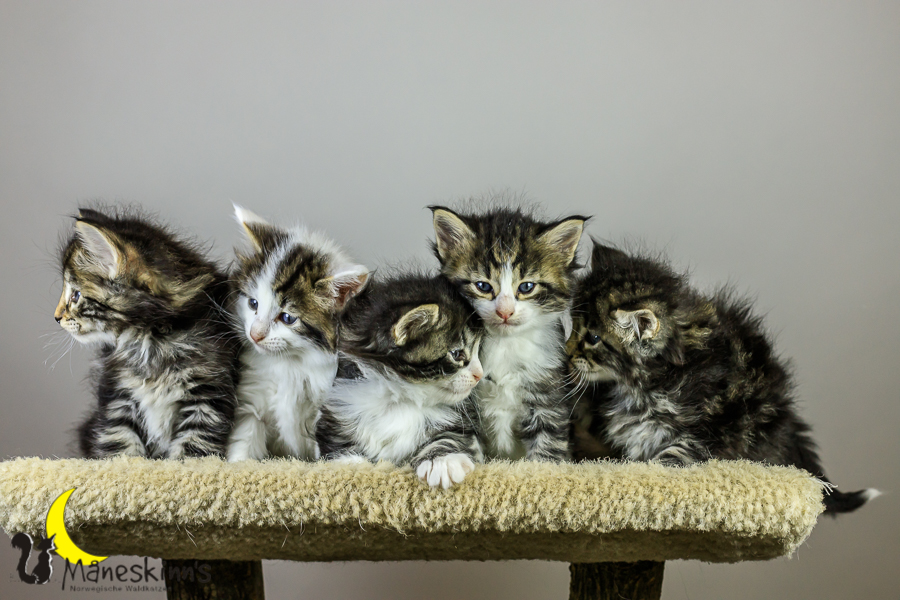 Wurf M (34 Tage alt)