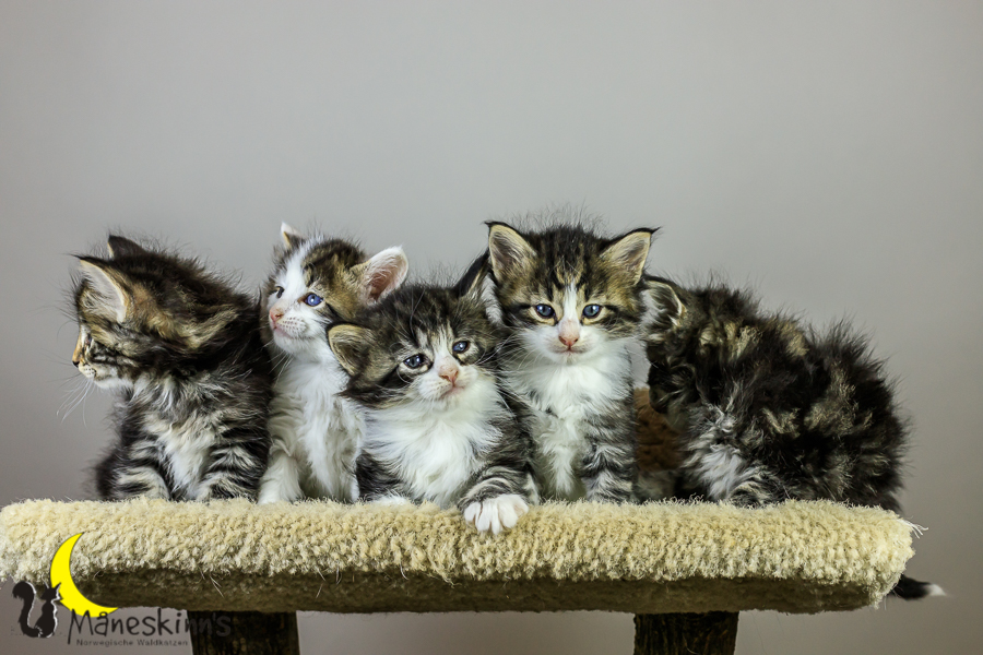 Wurf M (34 Tage alt)