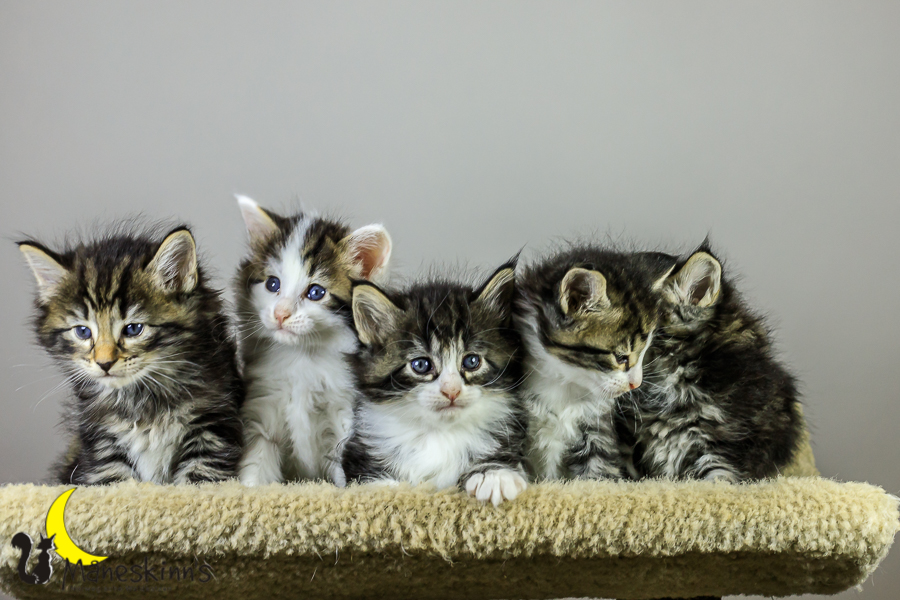 Wurf M (34 Tage alt)