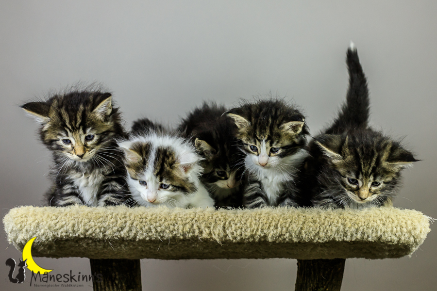 Wurf M (34 Tage alt)