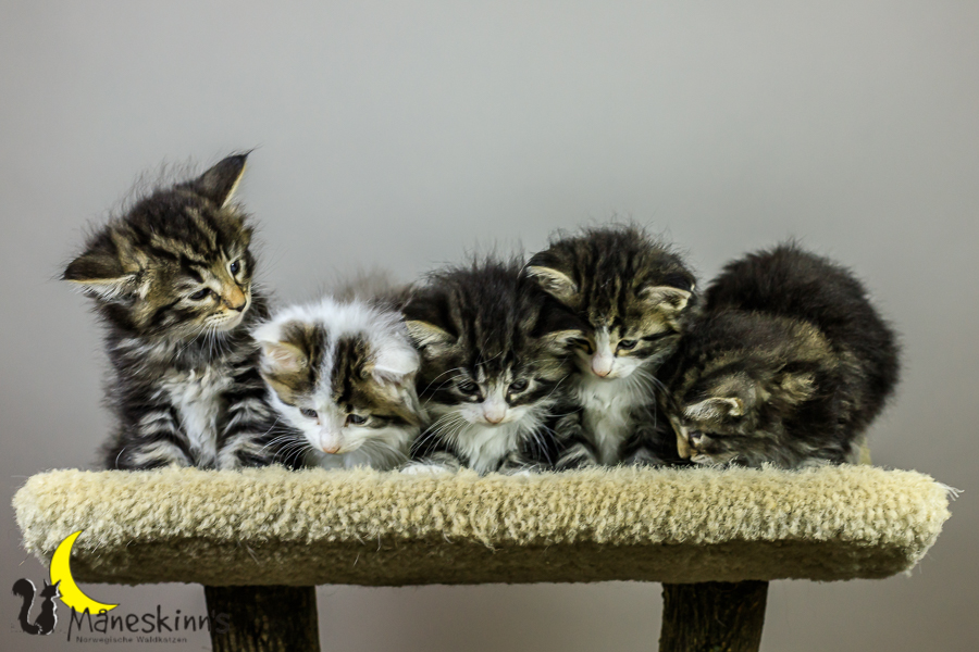 Wurf M (34 Tage alt)