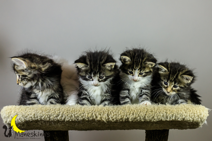 Wurf M (34 Tage alt)