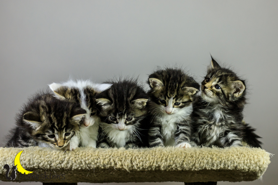 Wurf M (34 Tage alt)