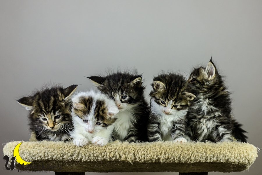 Wurf M (34 Tage alt)