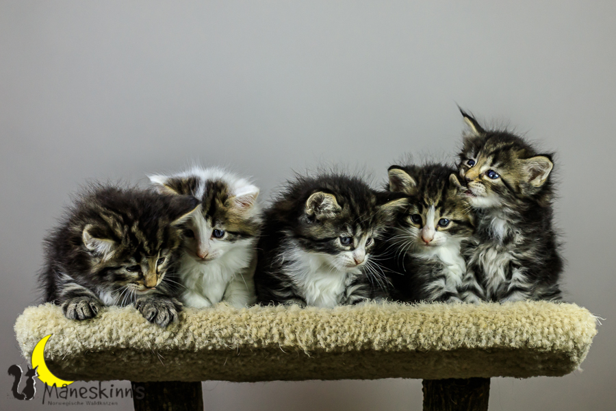 Wurf M (34 Tage alt)