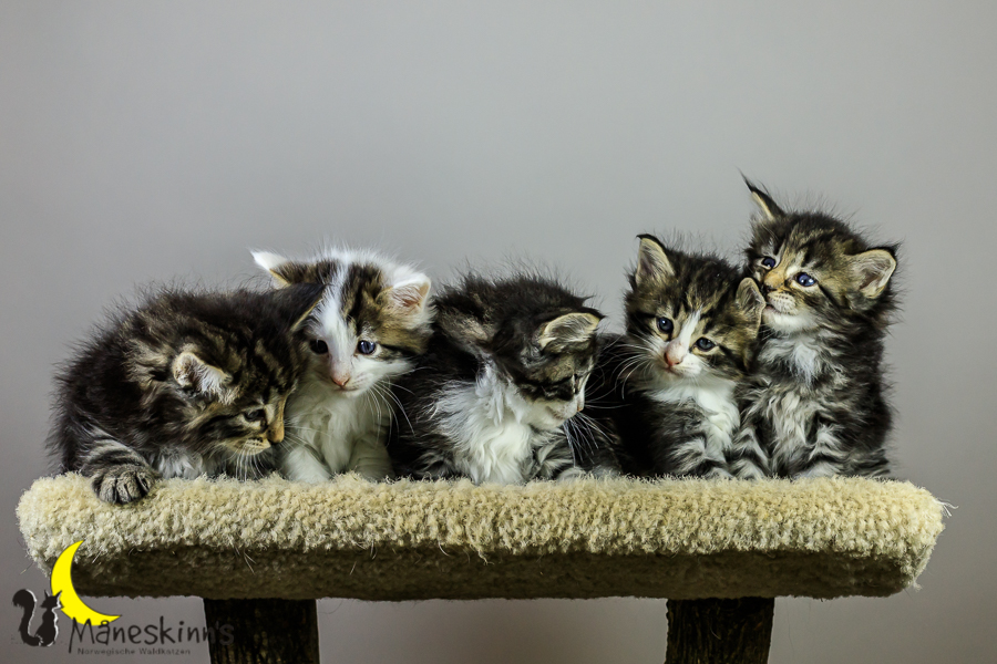 Wurf M (34 Tage alt)