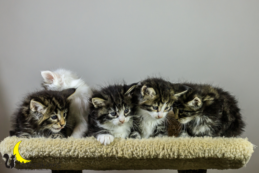 Wurf M (34 Tage alt)