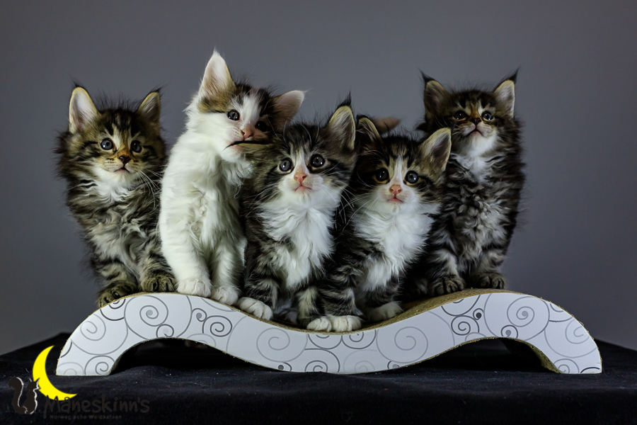 Wurf M (41 Tage alt)