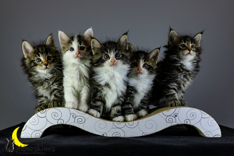 Wurf M (41 Tage alt)