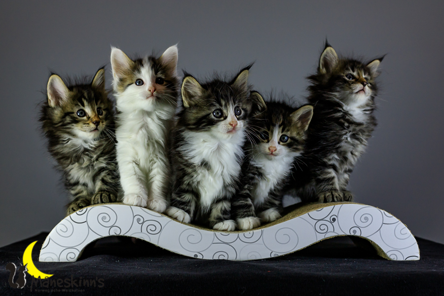 Wurf M (41 Tage alt)