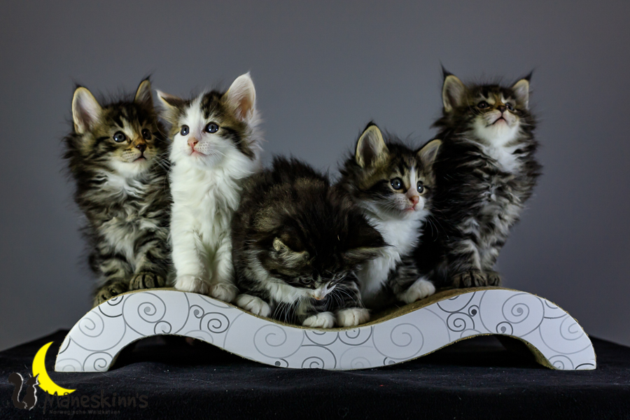 Wurf M (41 Tage alt)