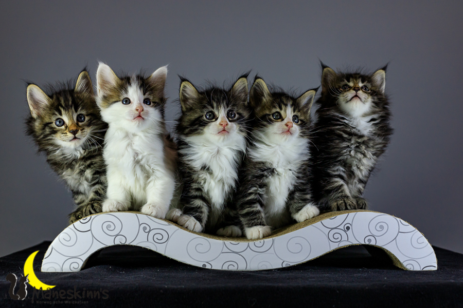 Wurf M (41 Tage alt)