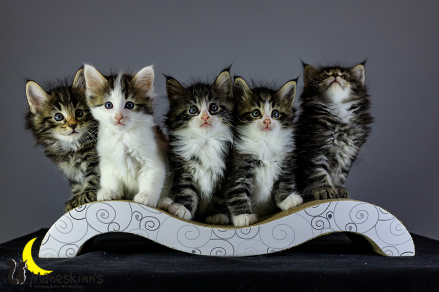 Wurf M (41 Tage alt)