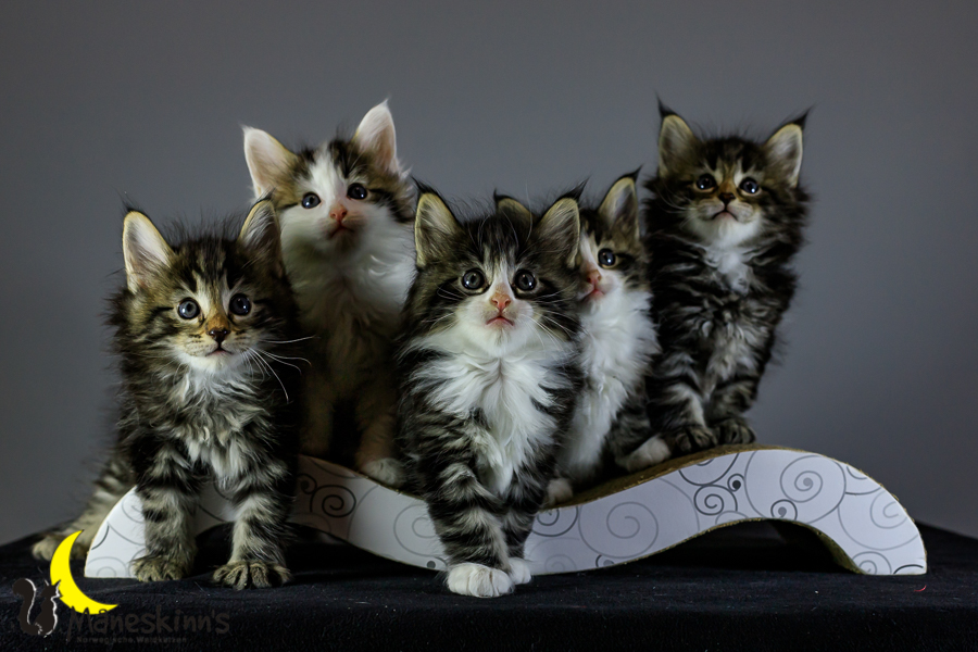 Wurf M (41 Tage alt)