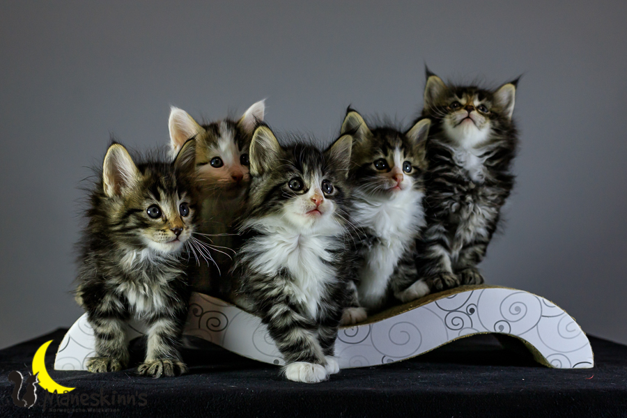 Wurf M (41 Tage alt)