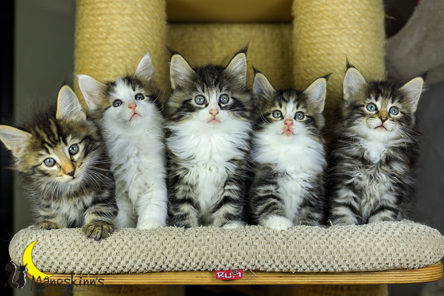 Wurf M (48 Tage alt)