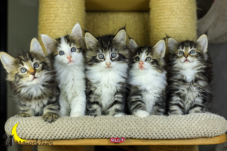 Wurf M (48 Tage alt)