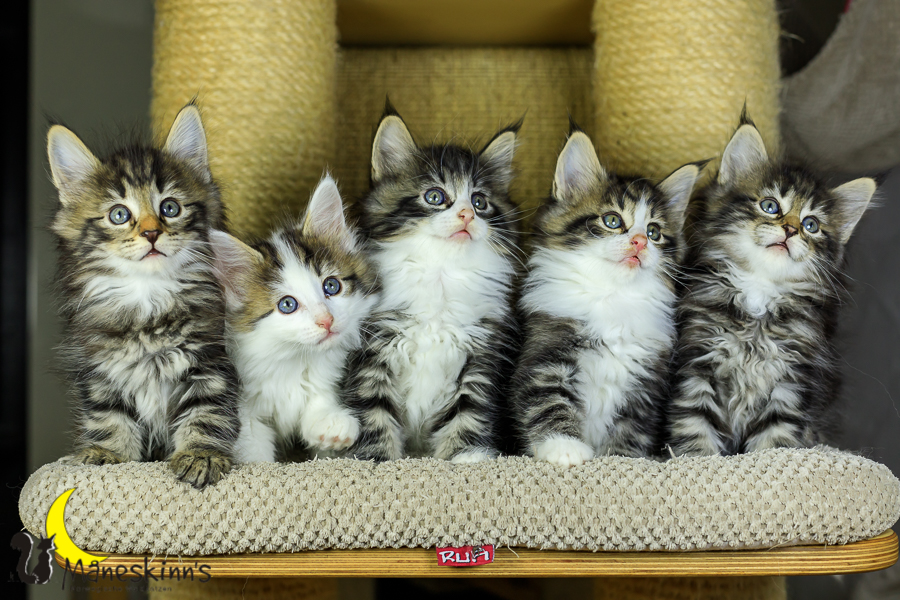 Wurf M (48 Tage alt)