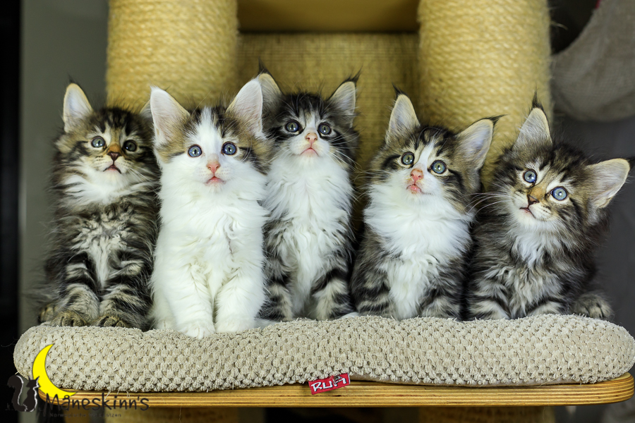 Wurf M (48 Tage alt)