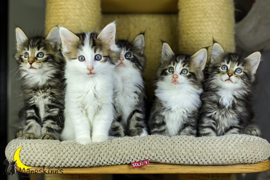 Wurf M (48 Tage alt)