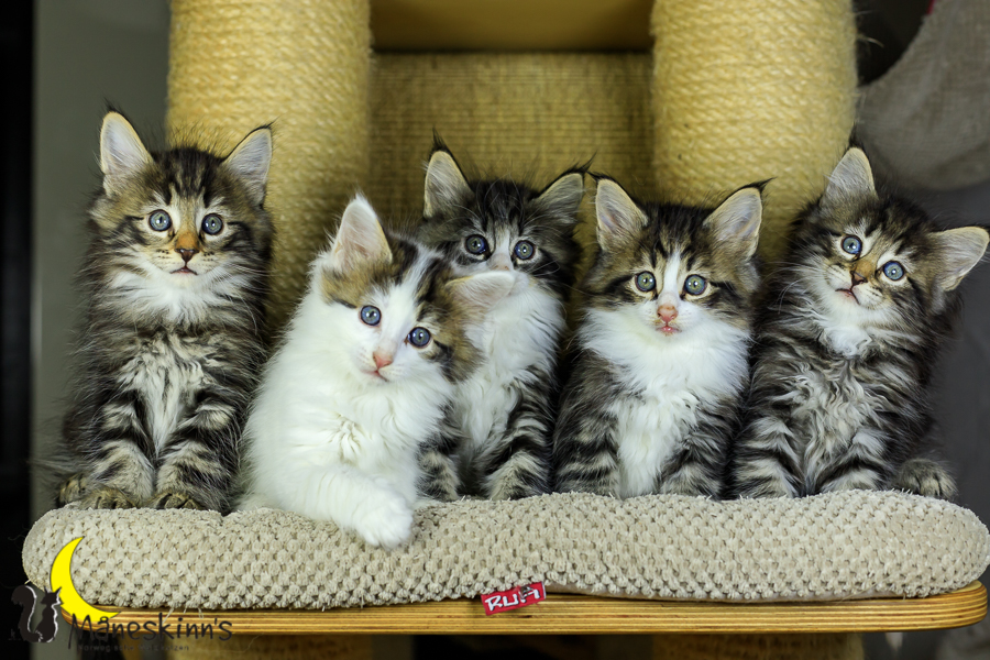 Wurf M (48 Tage alt)