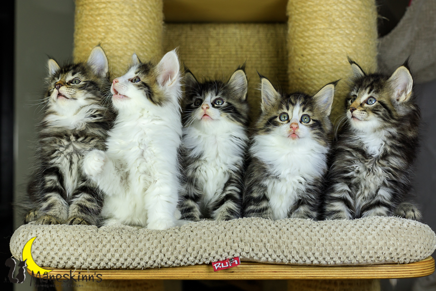 Wurf M (48 Tage alt)