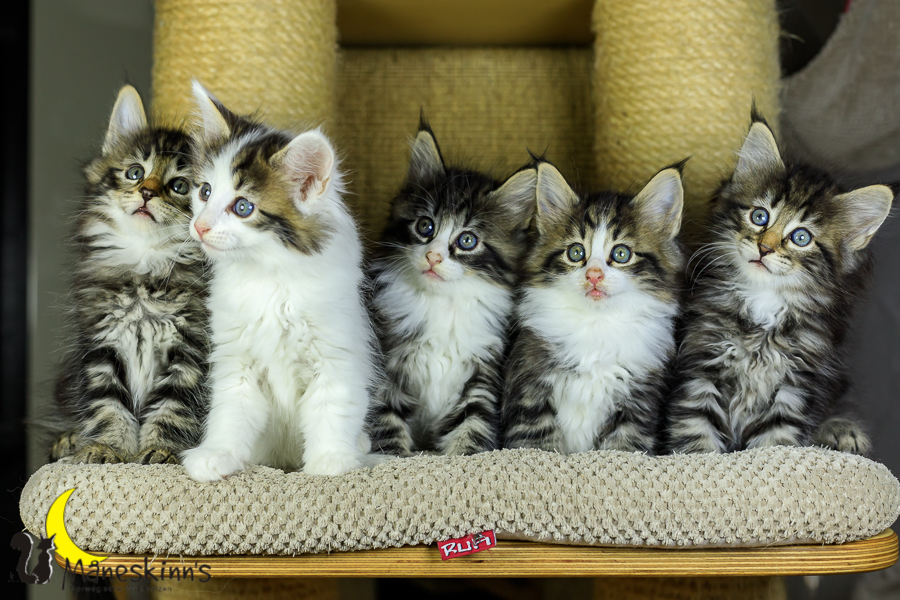 Wurf M (48 Tage alt)