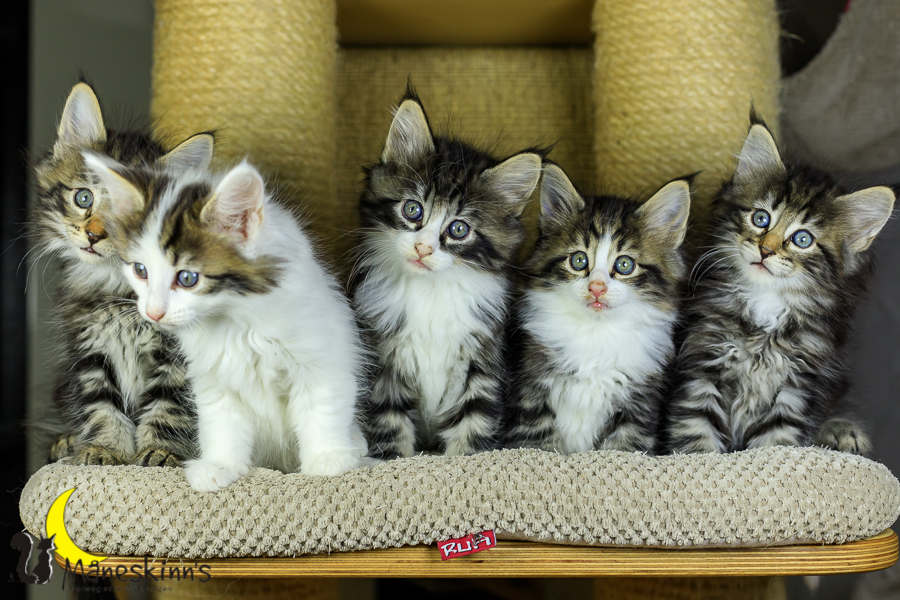 Wurf M (48 Tage alt)